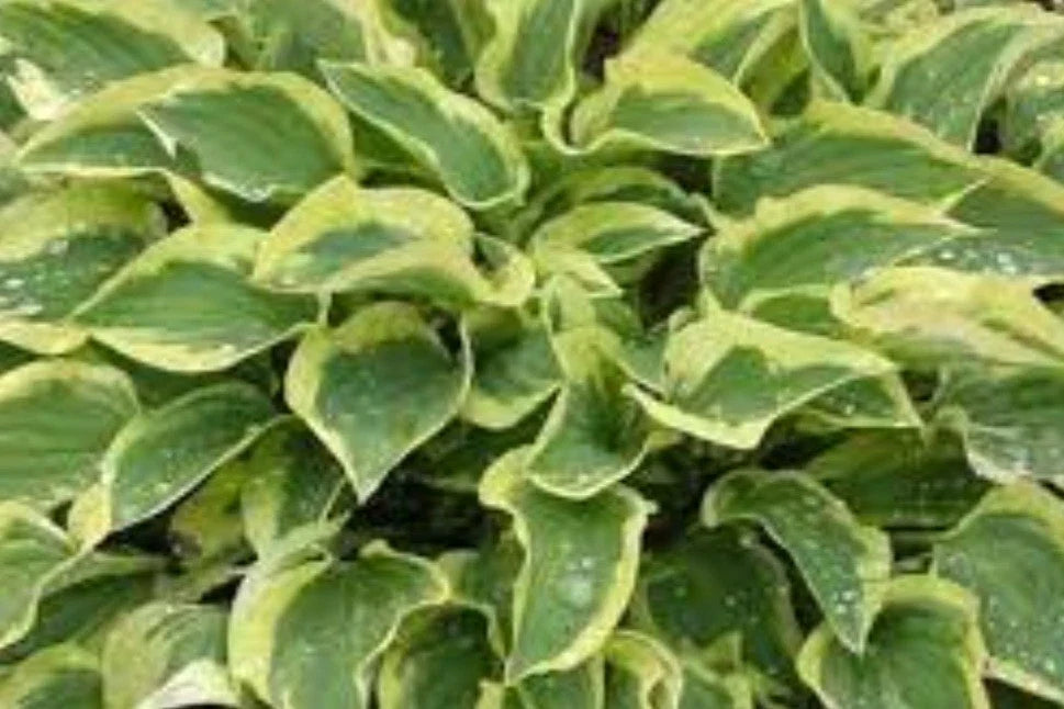 Hosta Plant - Pilgrim Variety - Shade Garden Perennial - Hosta ventricosa - Low Maintenance, Variegated Foliage