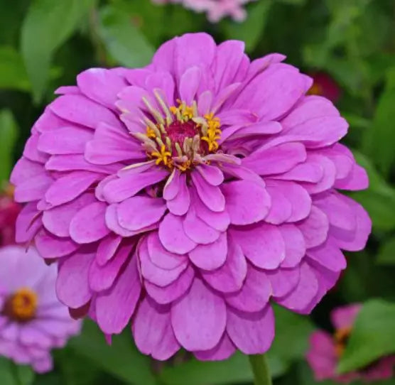 Zinnia Seeds 200 Count Lavender Double Butterflies Zinnia elegans for Pollinators Flower Gardens