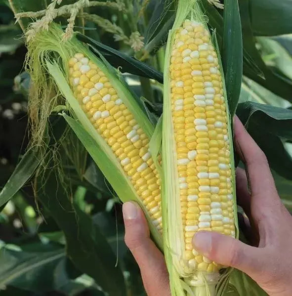 Organic Peaches and Cream Sweet Corn Seeds - 500+ Heirloom Non-GMO Zea mays for Vegetable Gardening