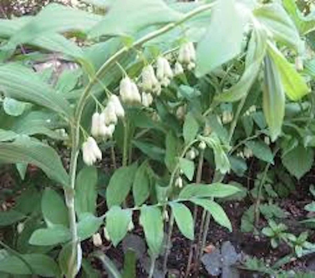 True Solomon Seal Bare Root Wildflower 3 Pack - Polygonatum biflorum - Native Perennial for Shade Gardens