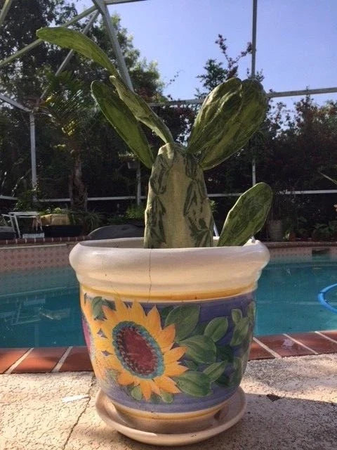 Rare Variegated Opuntia Cochenillifera Cactus Pads - 4 Pack: 2 Variegated & 2 Non-Variegated - Perfect for Collectors