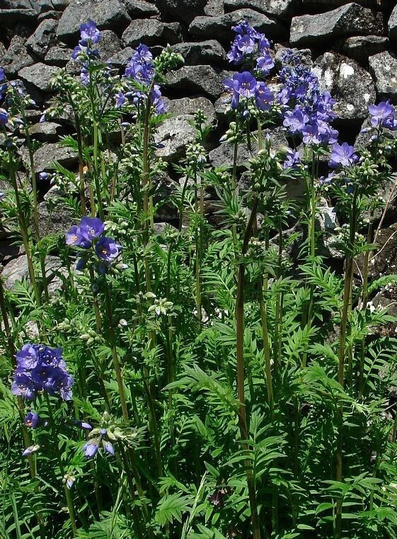 Polemonium Seeds - 15 Seeds - Towering Jacob's Ladder 'Blue Master' - Polemonium foliosissimum - Perennial Blue Flower Seeds