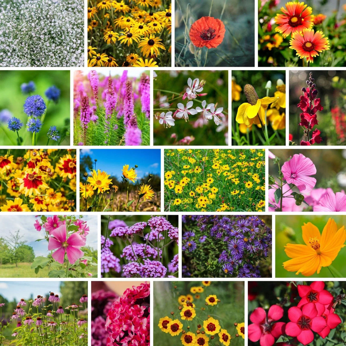 Wildflower Seed Mix 1 lb - Southeast Annual & Perennial Flower Seeds for Pollinators - Native Plants for Eco-Friendly Gardens