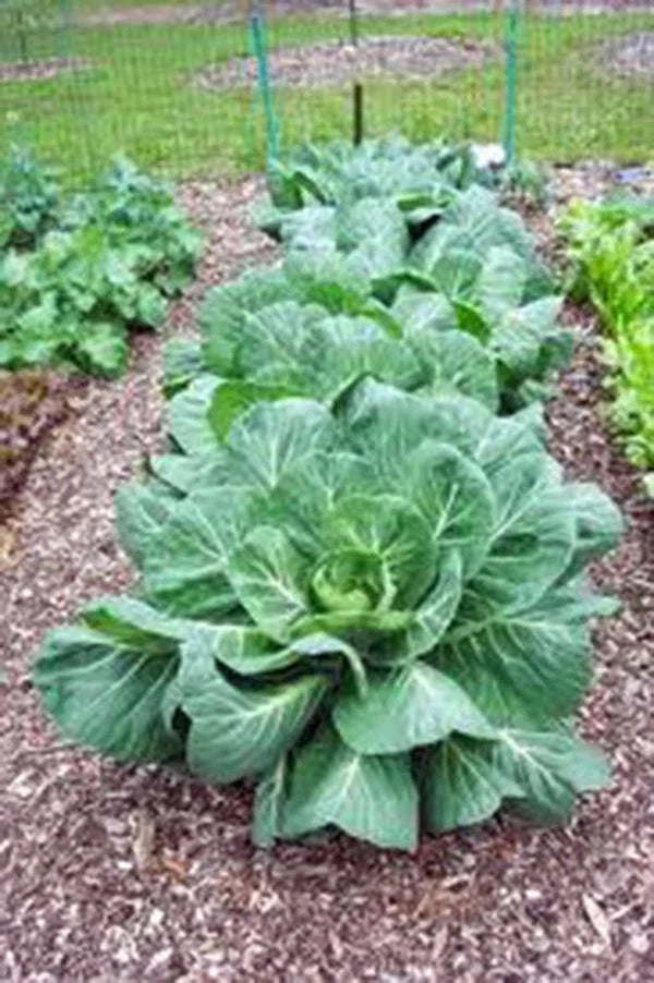 Collard Greens Seeds, 1000 Heirloom Non-GMO Vates Variety, Brassica oleracea - Fast-growing Leafy Greens for Home Gardens