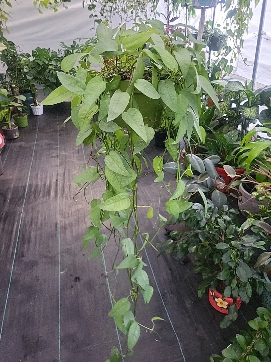 Cebu Blue Pothos Plant - Live Indoor Houseplant - Easy Care Epipremnum Pinnatum - Well-Rooted Silvery-Blue Foliage