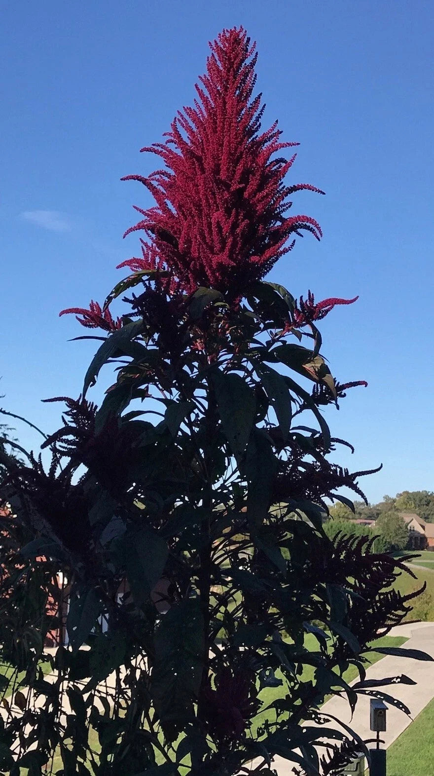 Amaranth Microgreens Seeds 1500 Count OPOPEO Red Non-GMO Edible Leaves Amaranthus hybridus
