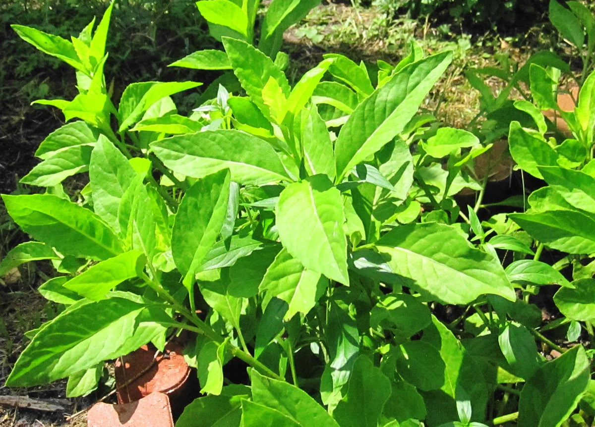 Fully Rooted Cuttings - Longevity Spinach Sabungai - Gynura Procumbens - 2 Pack - Nutritious Indoor/Outdoor Herb