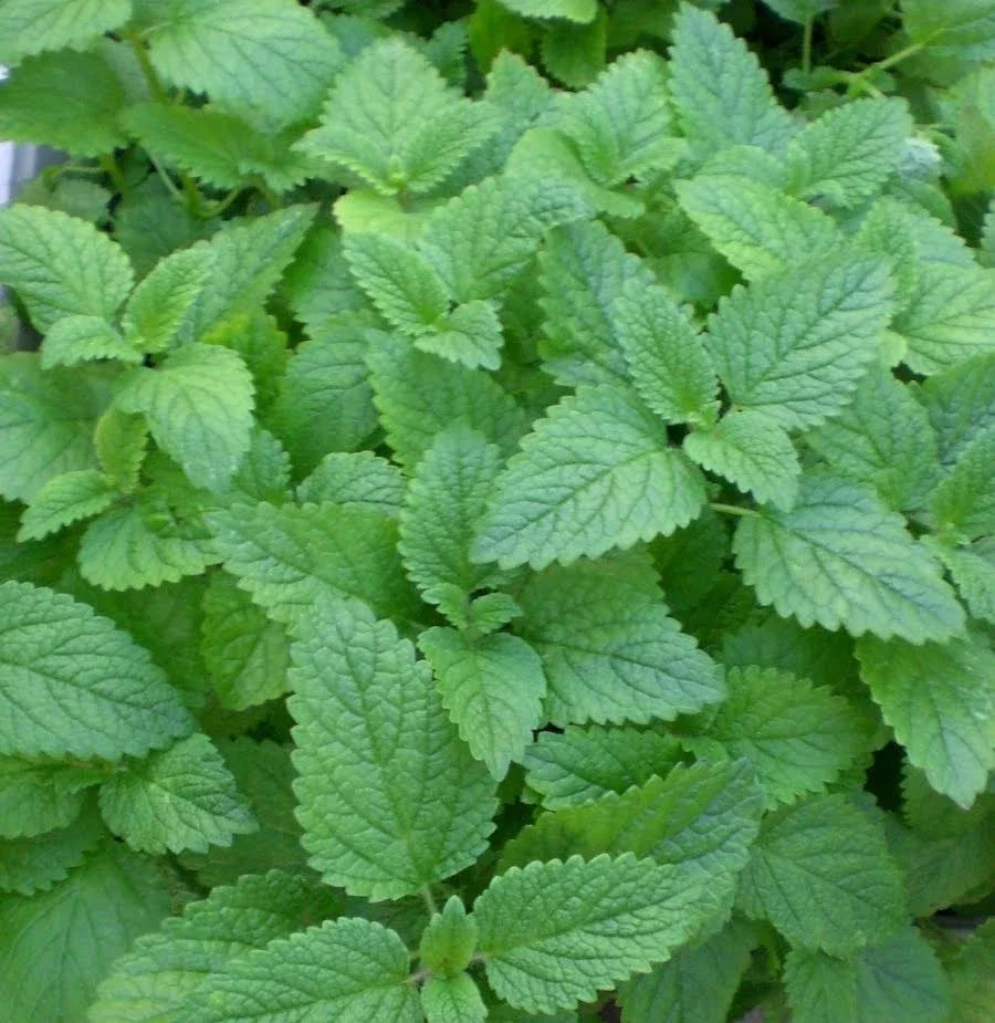 Lemon Mint Seeds - Bulk 1000 Seeds - Mentha x piperita var. citrata - Aromatic Culinary Herb - Non-GMO Medicinal Plant