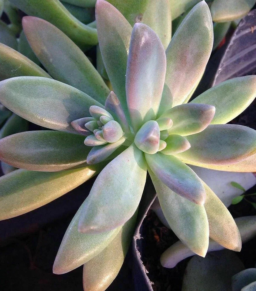 Pachyveria 'Blue Pearl' Unrooted Cuttings 10 x 2" - Succulent Plant for Floral Arrangements & Party Decor