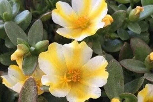 Lemon Twist Portulaca Oleracea Seeds - Colorful Purslane Ground Cover Plant - Edible, Low-Maintenance, Drought-Tolerant