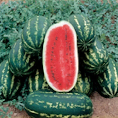 Legacy Watermelon Seeds - Heirloom Citrullus lanatus - Non-GMO Watermelon Seed Packet for Planting