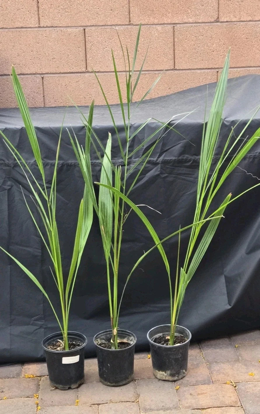 7" Potted Medjool Date Palm Tree, Phoenix Dactylifera, Live Indoor/Outdoor Plant, Lush Tropical Decor