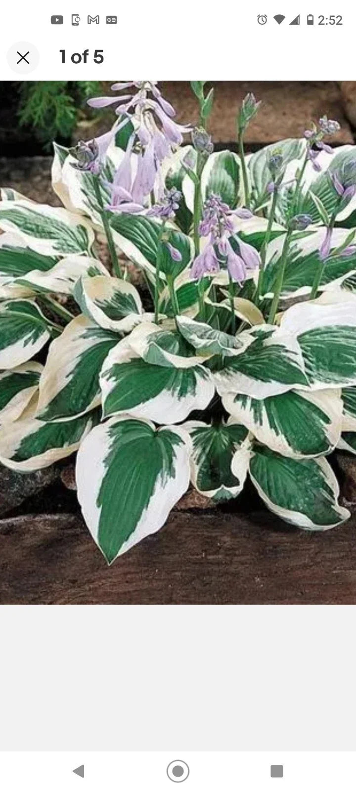 Patriot Variegated Hosta Root Plant - 2 Pack - Shade-Loving Perennial - Hosta 'Patriot' - Low Maintenance Garden Plant