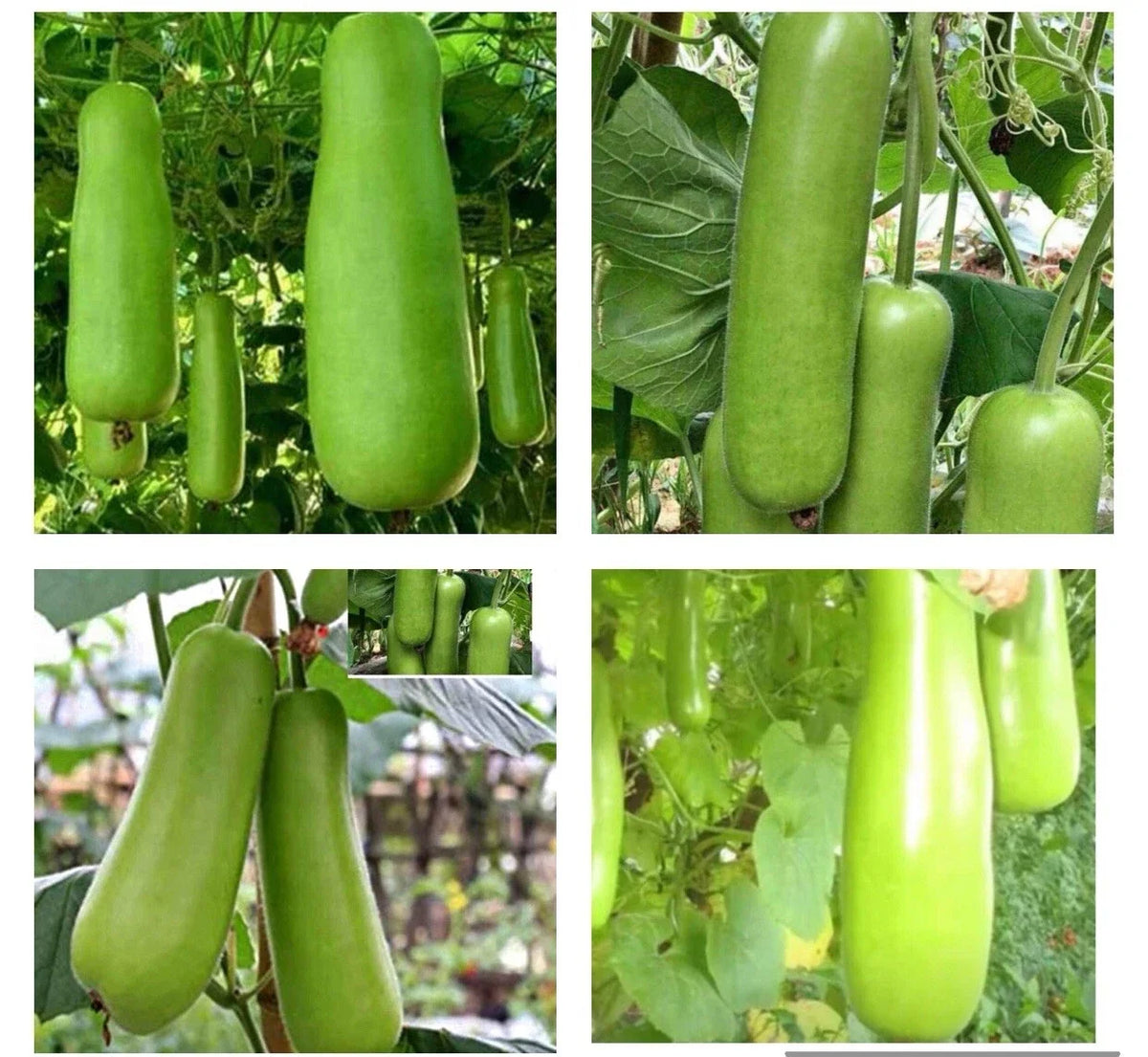 Bottle Gourd Seeds - 50+ Heirloom Upo Calabash - Organic Lagenaria siceraria for Vegetable Gardens