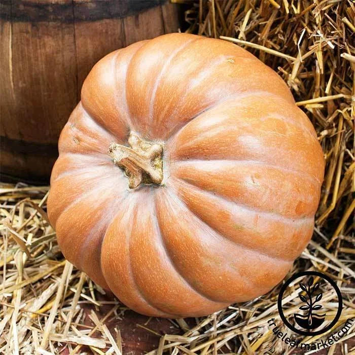 Heirloom Pumpkin Seeds - Fairytale Variety - Non-GMO Winter Squash - Cucurbita maxima - 15 Seeds per Packet