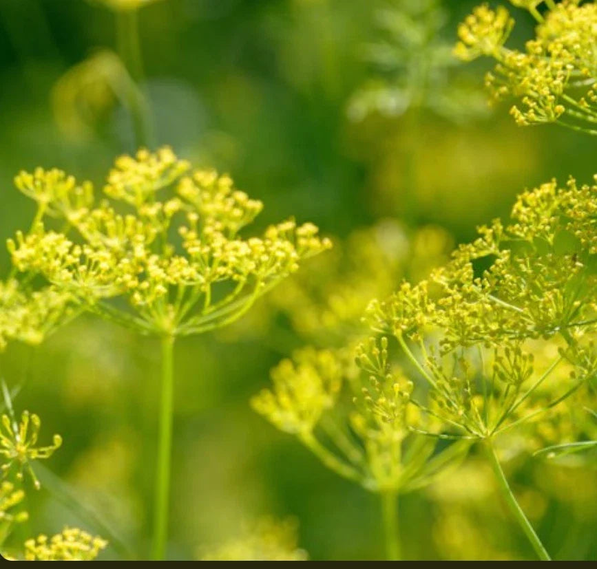 Bouquet Dill Seeds | NON-GMO Heirloom | Anethum graveolens | Culinary Herb for Gardening