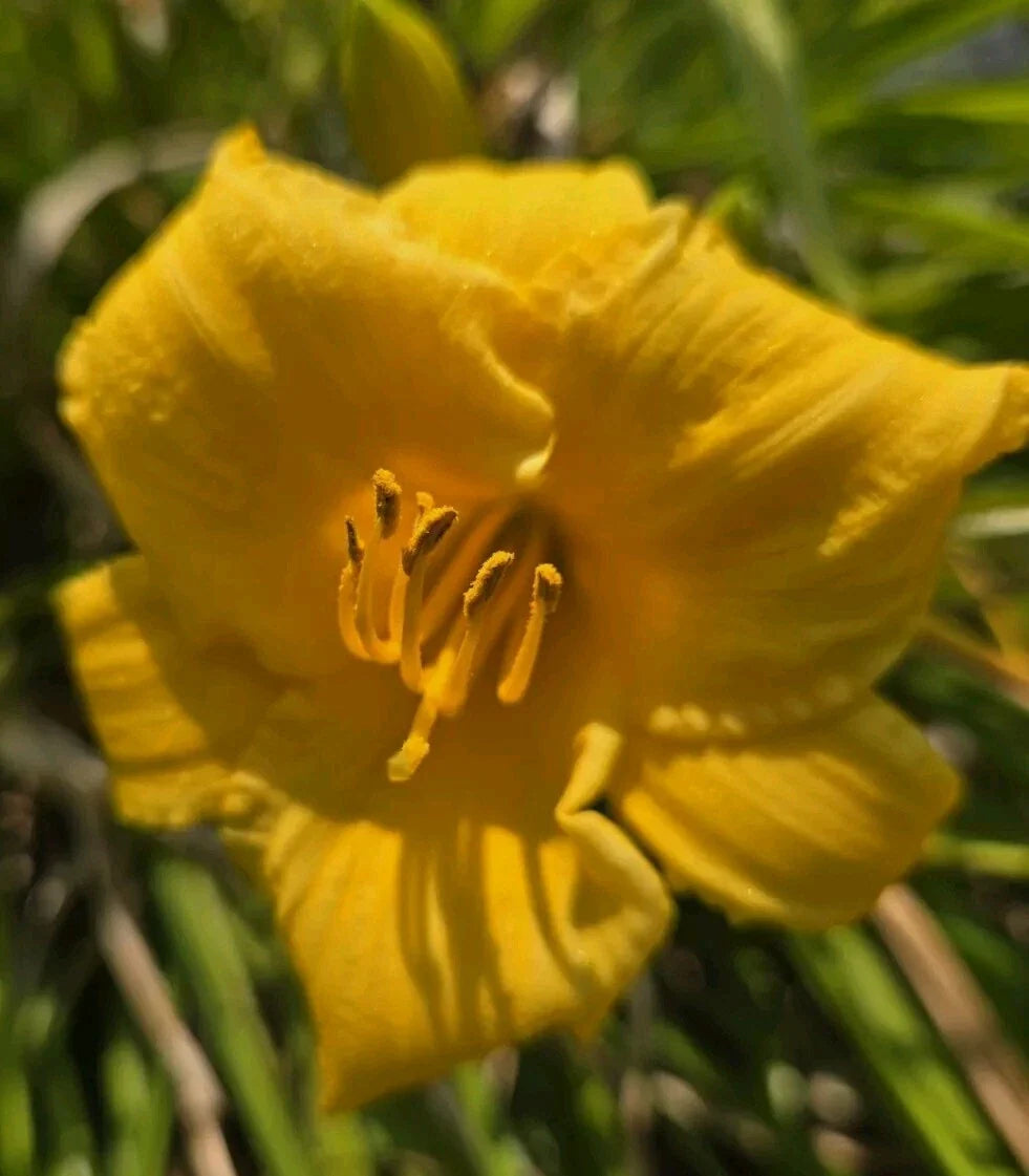 Daylily Seeds - 30 Fresh Happy Returns - Yellow Hemerocallis - Perennial Flowering Plant for Garden, Borders, and Containers