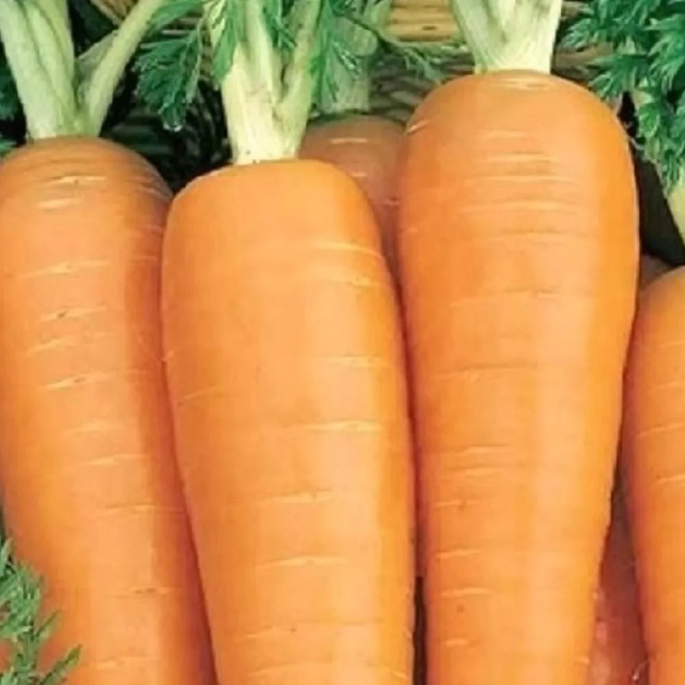 Danvers 126 Carrot Seeds | Heirloom NON-GMO Vegetable Seeds | Organic | Daucus carota