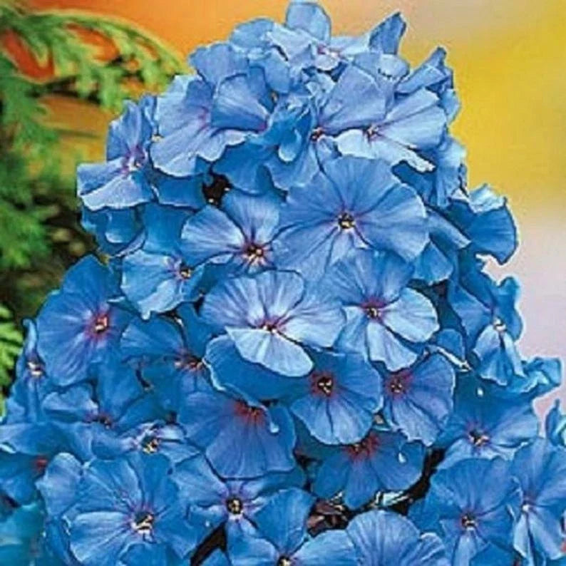 Light Blue Phlox Seeds - 50 Perennial Flower Seeds - Phlox paniculata - Attracts Butterflies, Easy to Grow for Gardens