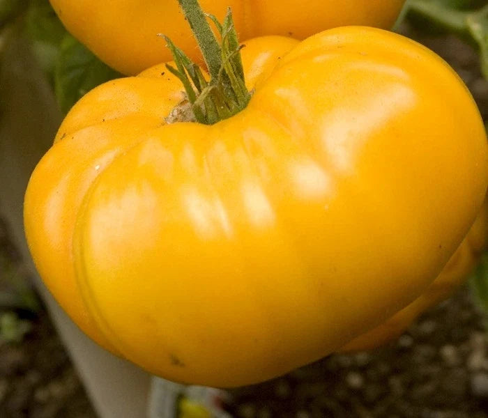 Yellow Brandywine Tomato Seeds - 15 Seeds - Heirloom Slicer - Lycopersicon lycopersicum - Non-GMO, Great Flavor for Gardeners