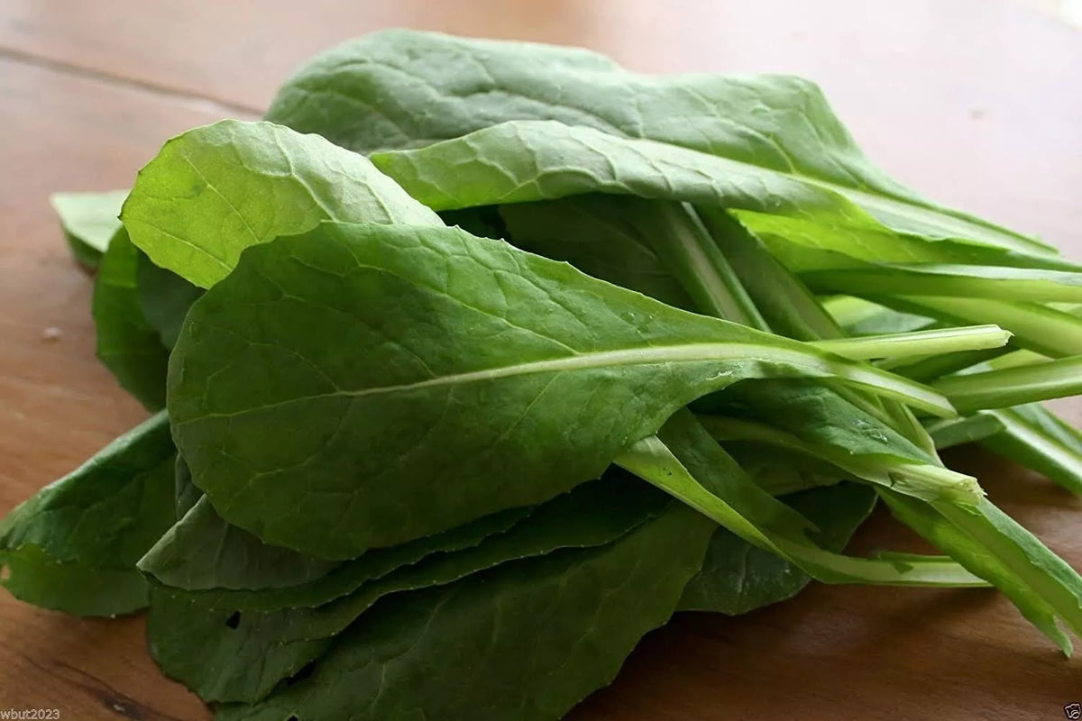 Komatsuna Mustard Seeds - 100+ Non-GMO Vegetable Garden Seeds - Brassica rapa var. perviridis - Fast-Growing Leafy Green
