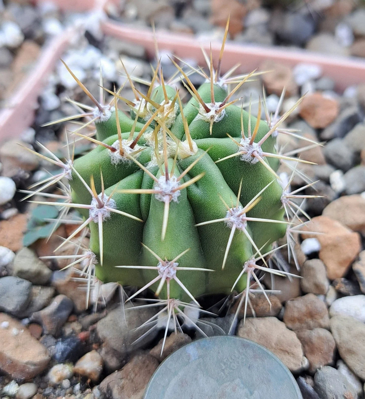 Ferocactus Robustus Bare Root Cactus Plant - Golden Barrel Cactus - Unique Desert Plant for Home Decor