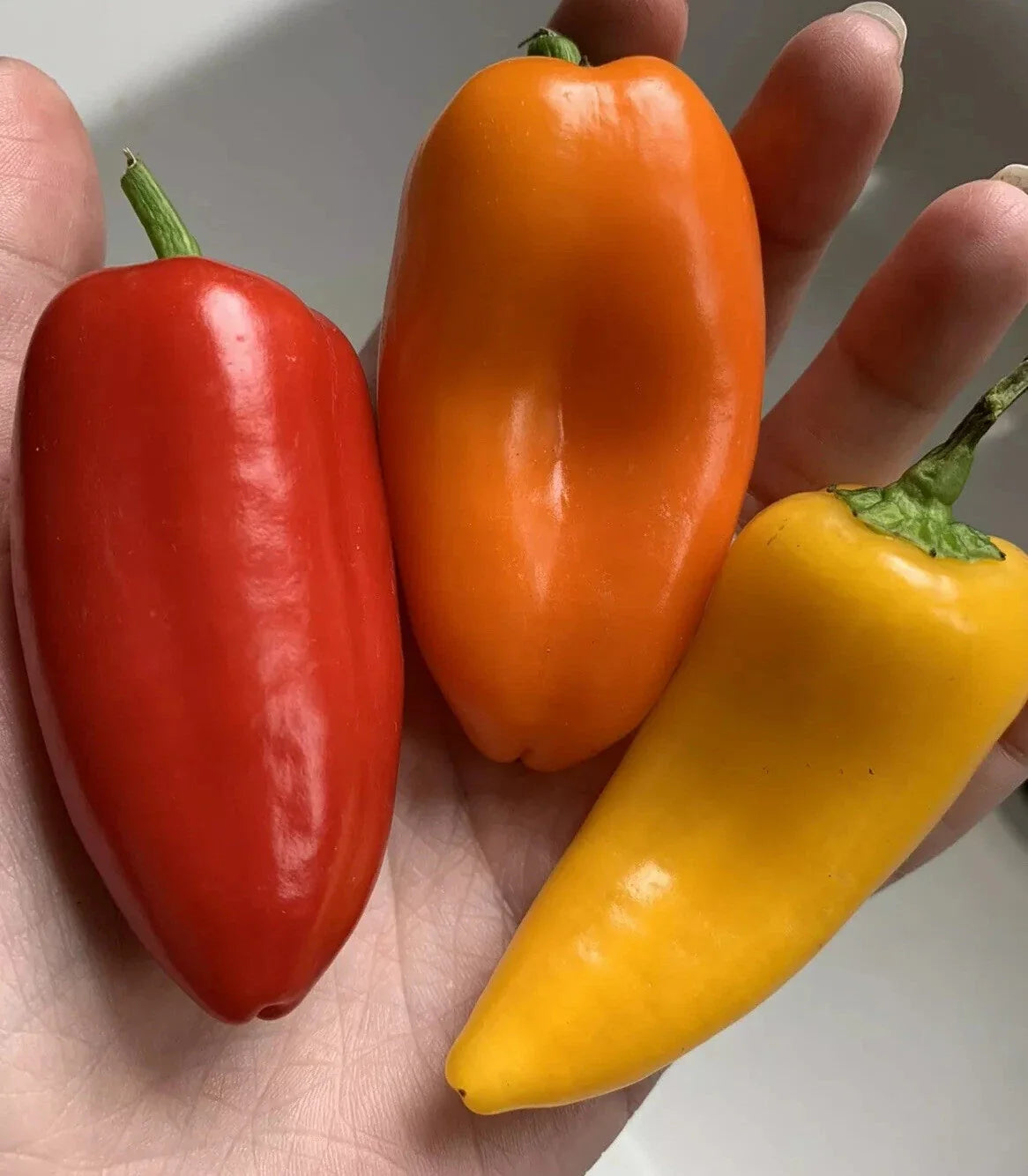 50 Organic Non-GMO Lunchbox Sweet Snacking Pepper Seeds - Red, Orange, Yellow Heirloom - Capsicum annuum