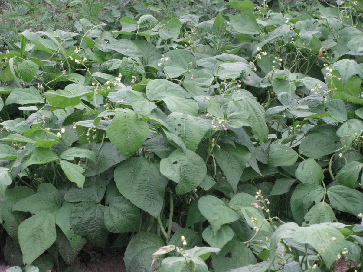 Strike Snap Bush Bean Seeds 250+ - Phaseolus vulgaris - Non-GMO Heirloom Garden Vegetable Seeds for Easy Growth