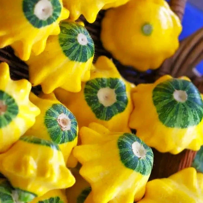 Bicolor Patty Pan Squash Seeds - 25 Pack - Yellow & Green Bush Scallop - Cucurbita pepo - Ideal for Small Gardens