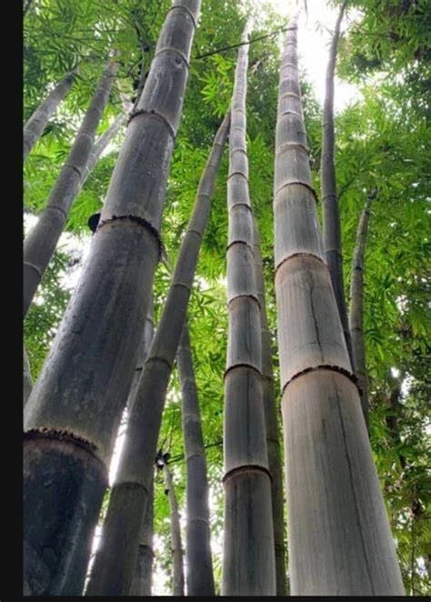California Giant Bamboo Seeds - 50 Pack Clumping Privacy Plant for Garden - Bambusa vulgaris - Perfect Shade Screen
