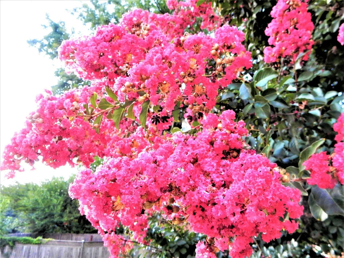 Sioux Pink Crape Myrtle Plant - 1 Live Perennial - Lagerstroemia indica 'Sioux' - Compact Growth, Pink Blooms