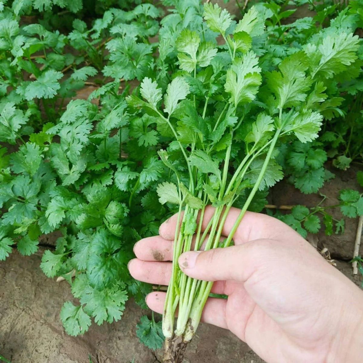 Cilantro Seeds 1000 pcs Heirloom Coriander Herb Coriandrum sativum Organic Non-GMO Gardening Supplies