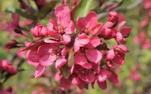 Prairie Fire Crabapple Seeds - 25+ Seeds - Malus ioensis - Vibrant Pink to White Blooms - USA Grown for Garden Planting