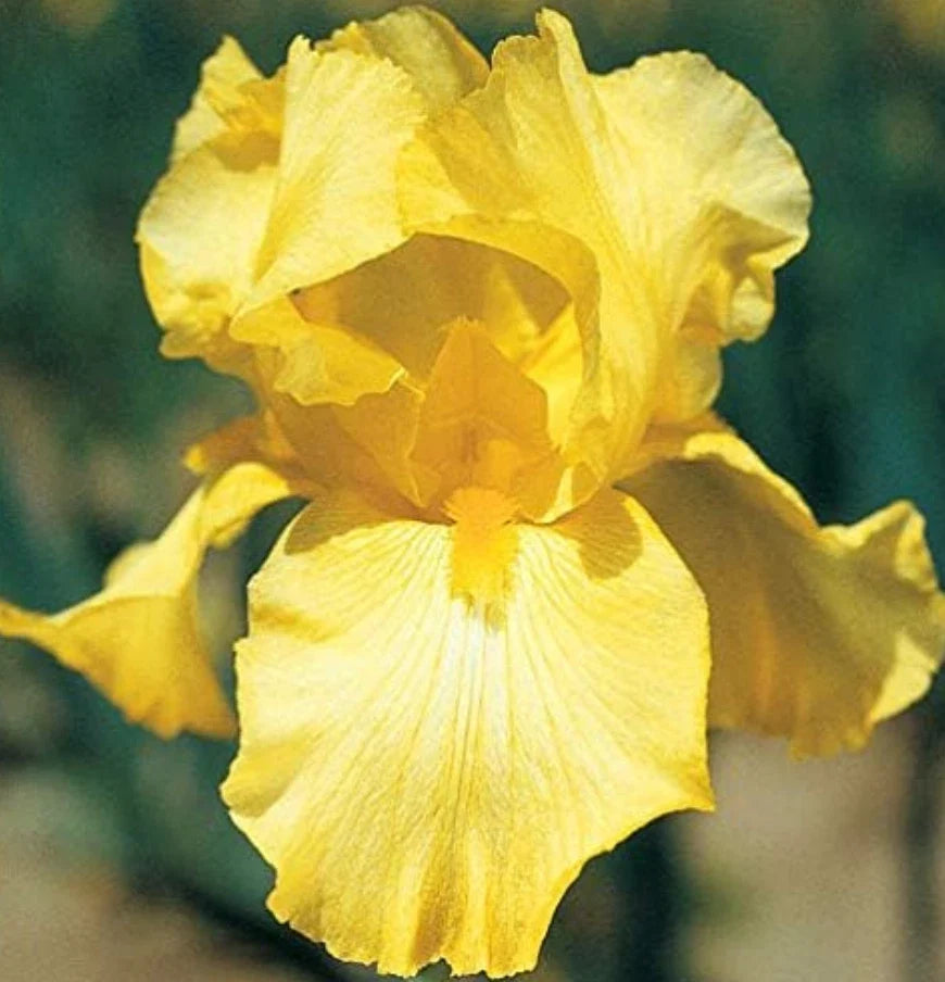 Bare Root Yellow Iris Rhizome Starter Plants - 25 Count - Iris pseudacorus - Aquatic Perennials for Gardens & Ponds