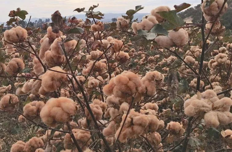Brown Cotton Seeds - 25 Gossypium Seeds - Non-GMO - USA Seller - Ideal for Eco-Friendly Gardening