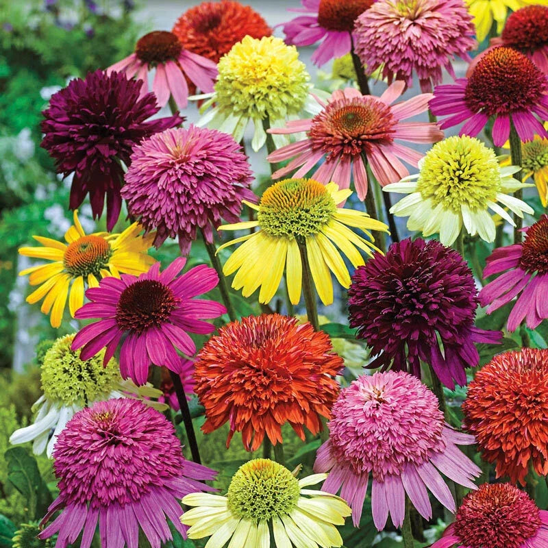 50 Coneflower Seeds | Double Mix | Echinacea Purpurea | Vibrant Perennial Flowers for Garden | USA Seller