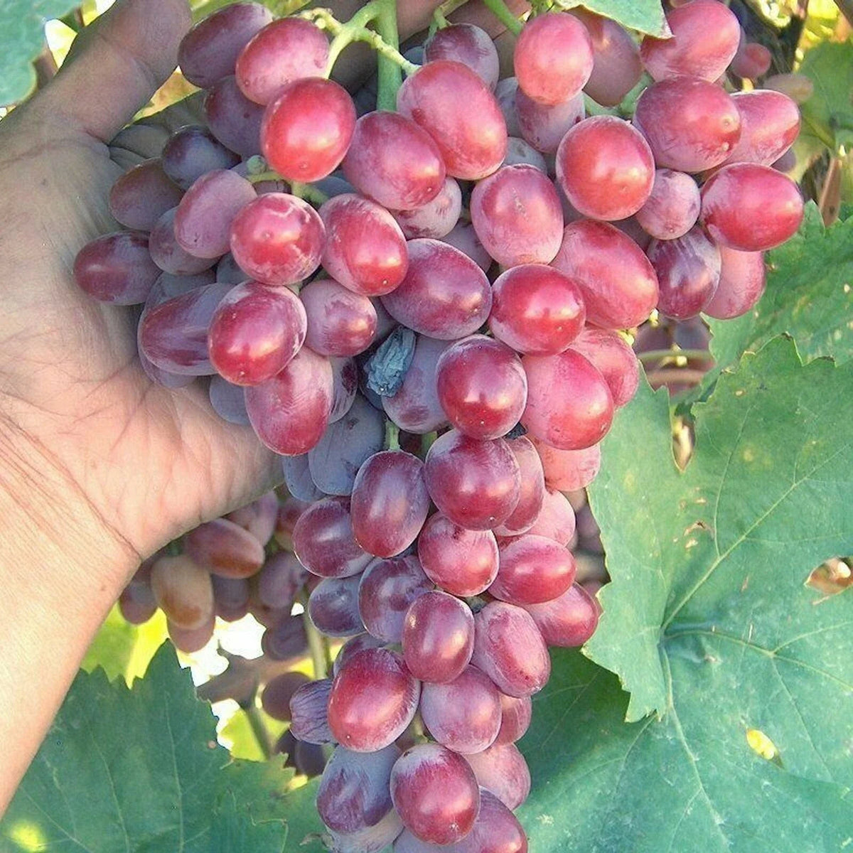 Large Oval Crimson Vine Pot - Red Seedless Table Grape Plant - Vitis vinifera 'Crimson' - Ideal for Home Gardens and Vineyards
