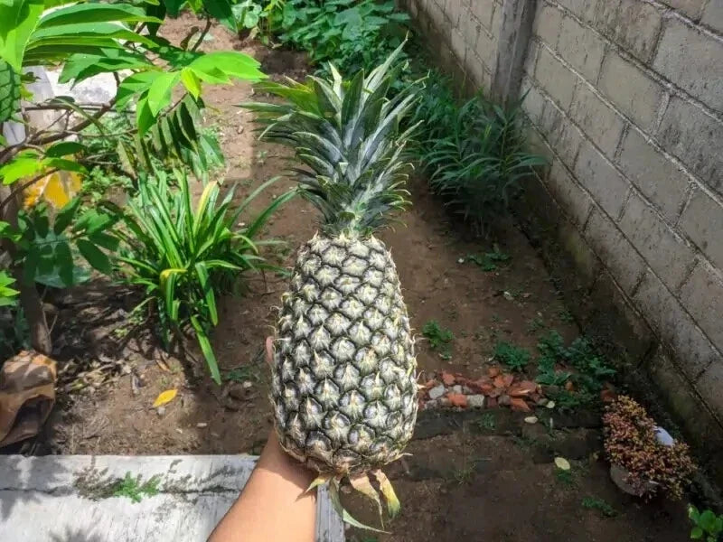 Panare Pineapple Seeds - 15+ Pack for Garden Planting - Ananas comosus - Non-GMO, Tropical Garden Essential