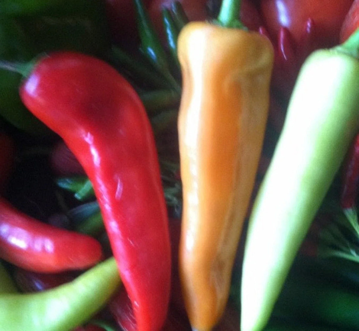 Sweet Banana Pepper Seeds - 100+ Non-GMO Seeds - Mild Hot Pepper - Capsicum annuum - Ideal for Containers and Gardens