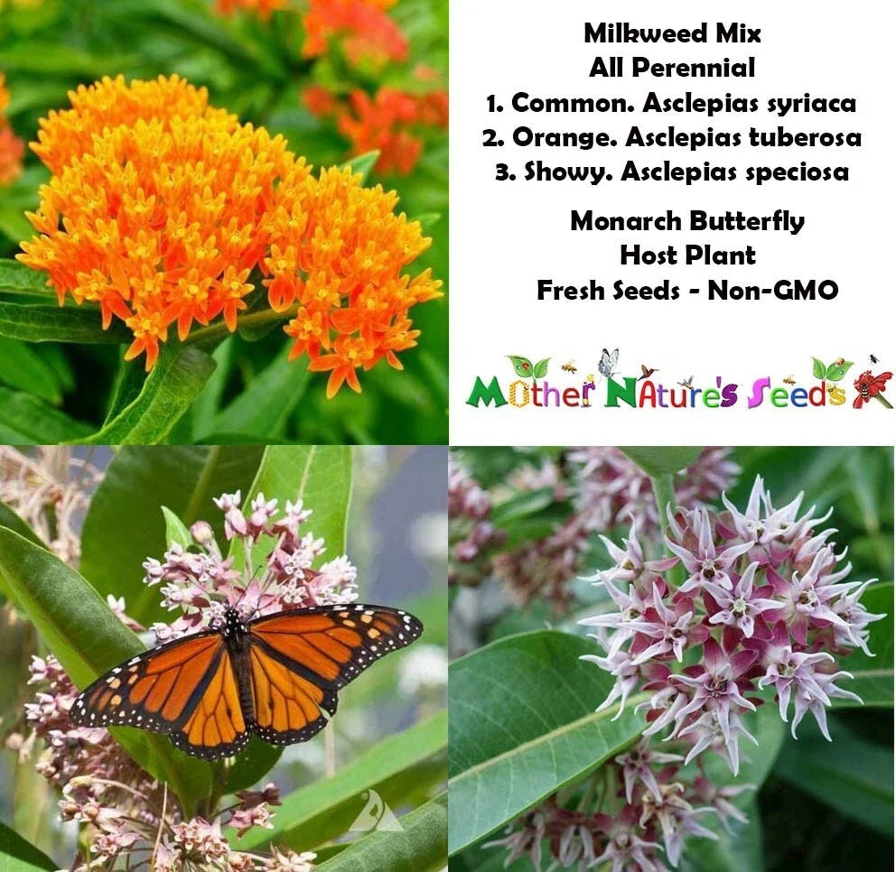 Perennial Milkweed Mix Seeds - 100 Non-GMO Orange Seeds - Monarch Butterfly Host Plant - Asclepias tuberosa