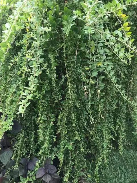 Goji Berry Cuttings - 12 Fresh Cuttings - Lycium barbarum - Nutrient-Rich Berries for Home Garden