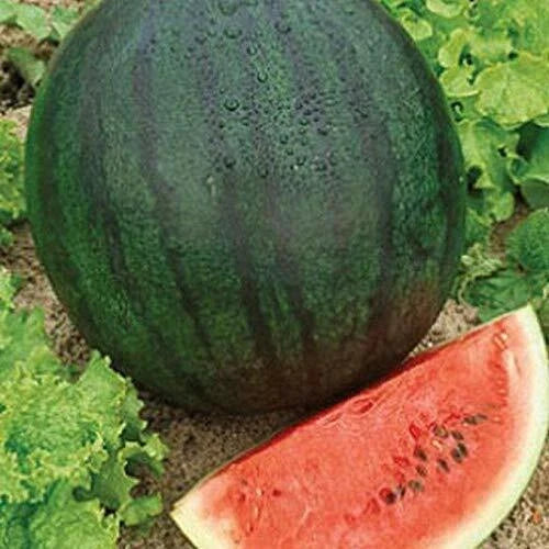 Sugar Baby Watermelon Seeds - Heirloom Non-GMO - Citrullus lanatus - Premium Pack for Home Garden - Sweet Flavor