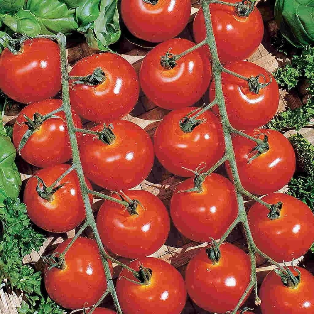 Sweetie Cherry Tomato Seeds - 30+ Heirloom Organic Non-GMO - Solanum lycopersicum - Perfect for Home Gardeners