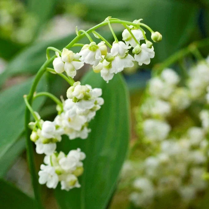 Lily of the Valley Bare-root Plant, Fragrant White Flowers, Ground Cover for Shade, Convallaria Majalis