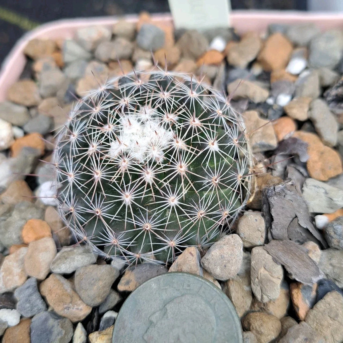 Mammillaria Gaumeri Bare Root Cactus - Unique Desert Plant for Home & Garden - Gaumer's Mammillaria - Drought-Tolerant Cacti