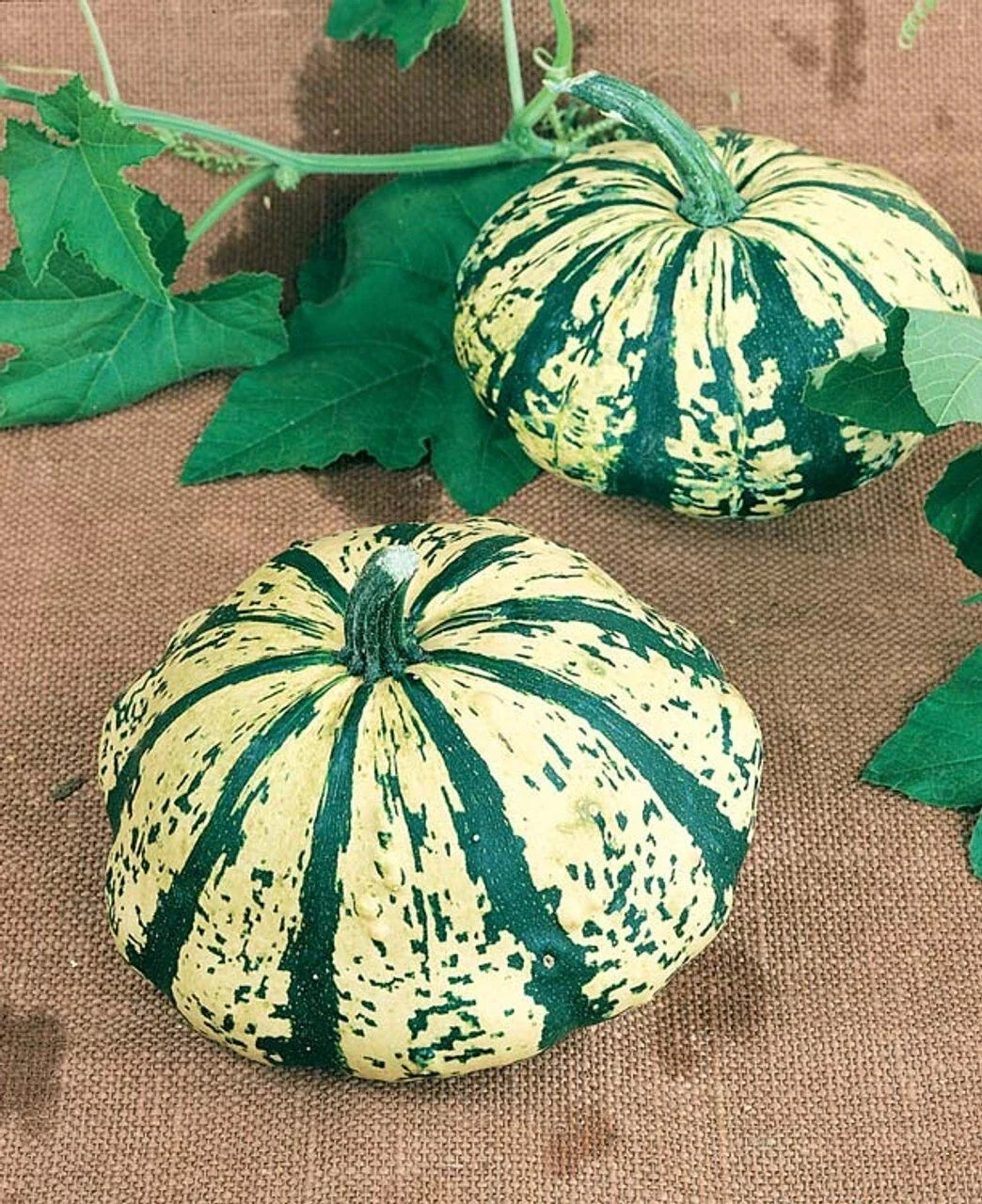 Summer Squash Seeds - Partial Eclipse Mini Pumpkin Hybrid - 10 Premium Seeds - Cucurbita pepo - Rare Patty Pan Variety