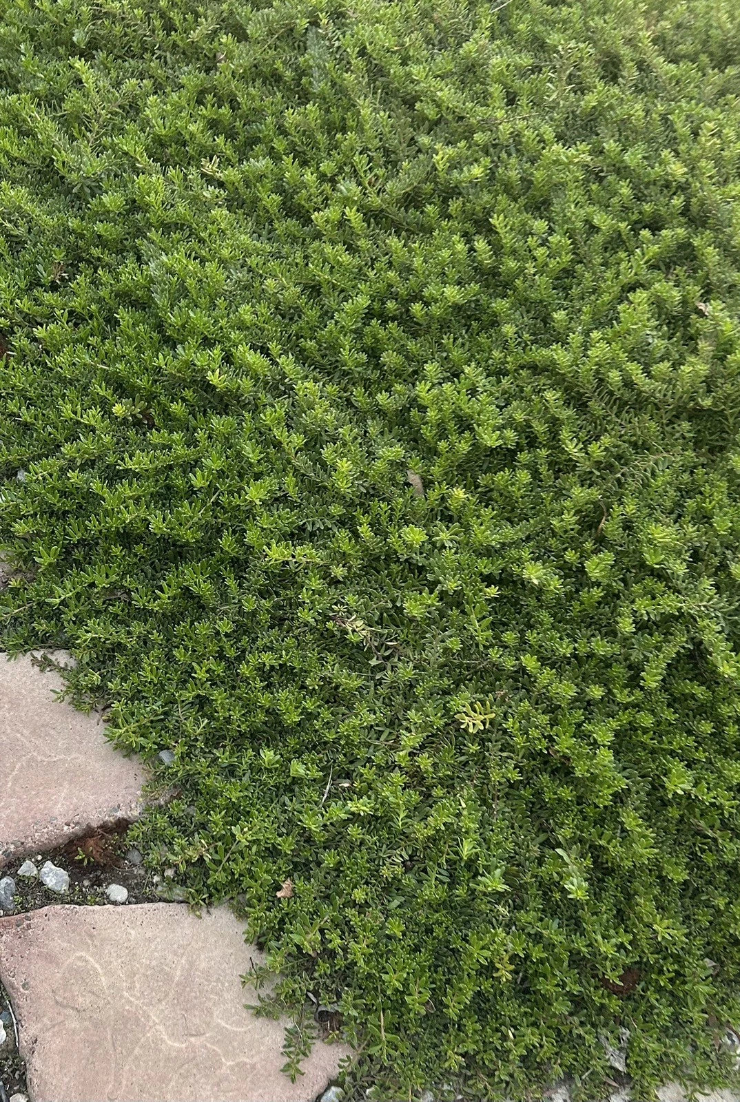 Creeping Boobialla Cuttings - 10 Myoporum Parvifolium Plants - Dwarf Native Myrtle for Ground Cover and Erosion Control