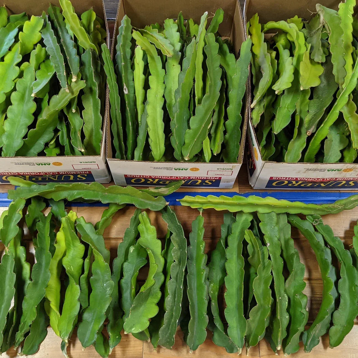 Dragon Fruit Cuttings - 8" - 10" - Multiple Varieties - Hylocereus spp. - Perfect for Indoor and Outdoor Gardens