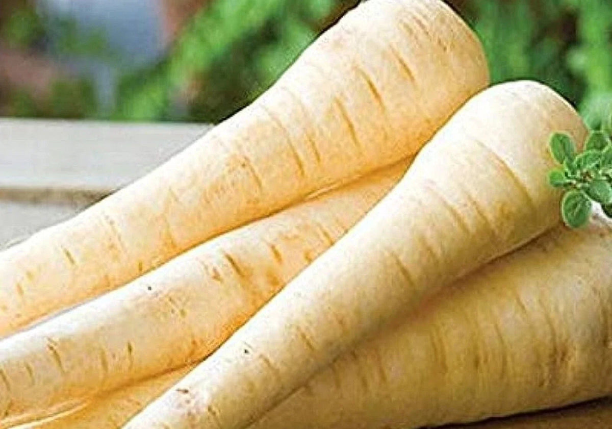 Hollow Crown Parsnip Seeds 300+ Non-GMO Organic Vegetable Seeds Pastinaca sativa for Home Gardening