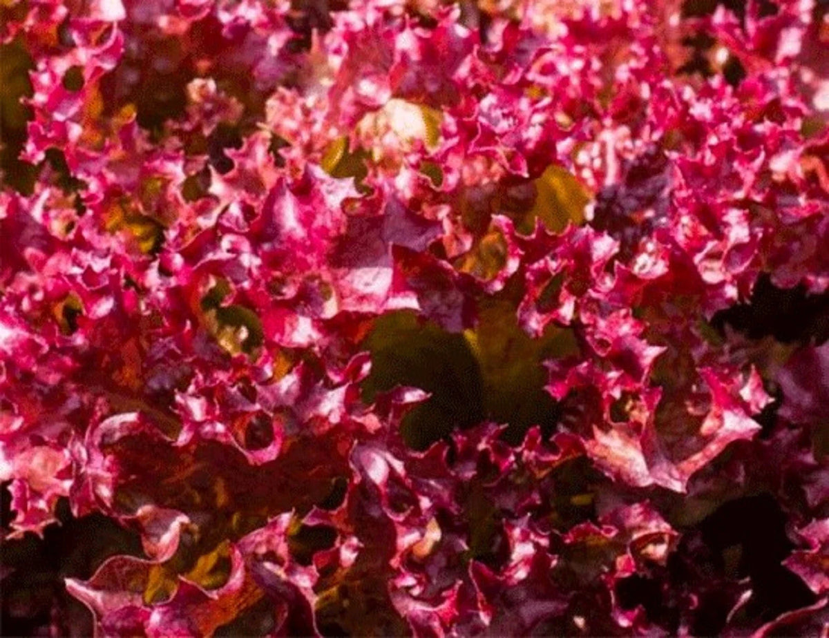 Selway Lettuce Seeds 500+ Non-GMO Heirloom Variety for Home Garden Lactuca sativa